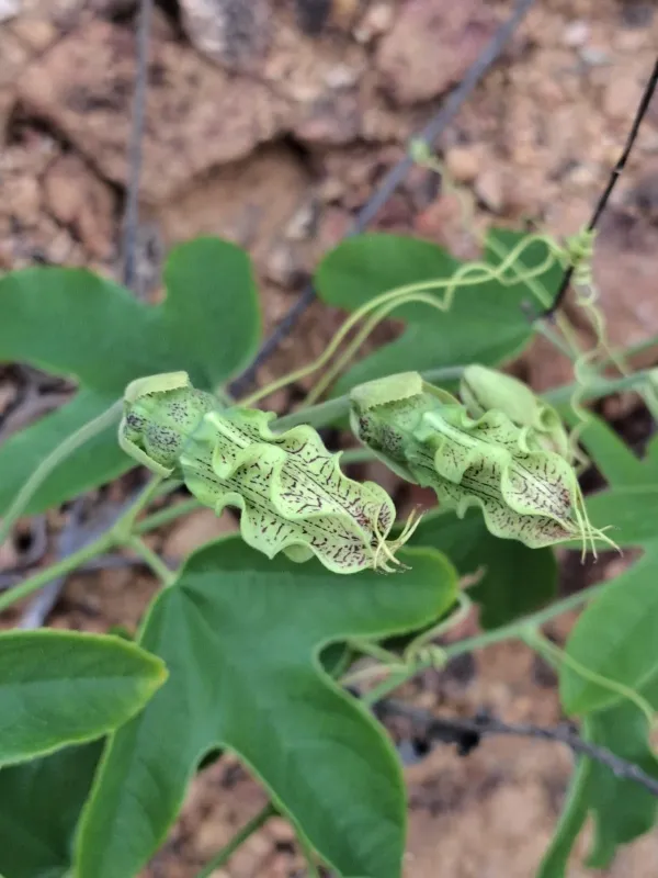 Passiflora setacea