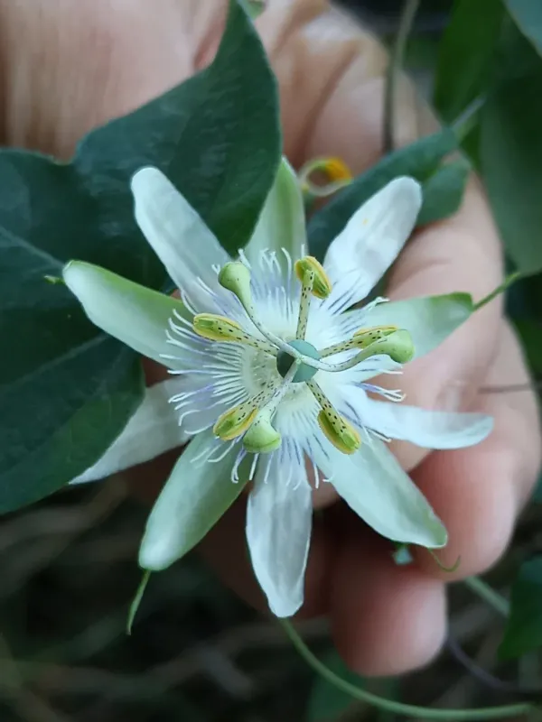 Passiflora tenuifila