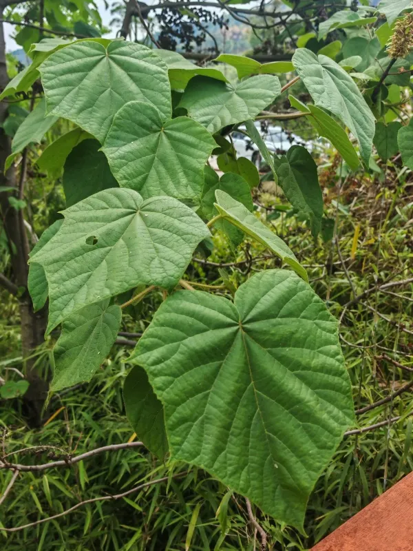 Paulownia kawakamii