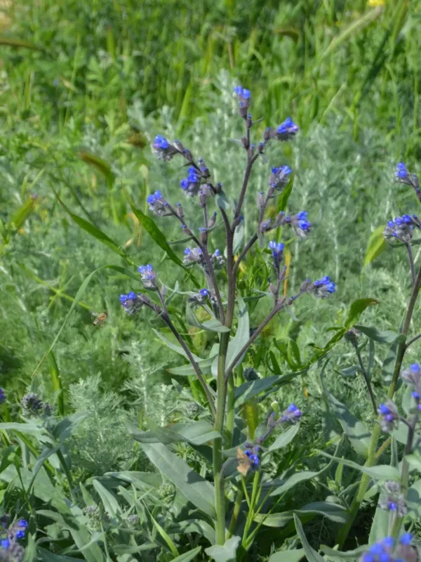 Narrow-leaved alkanet