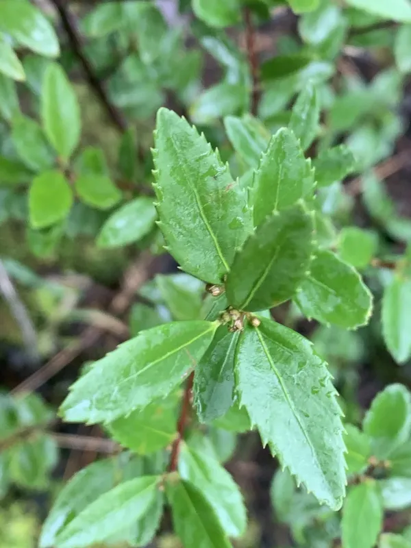 Oregon boxleaf