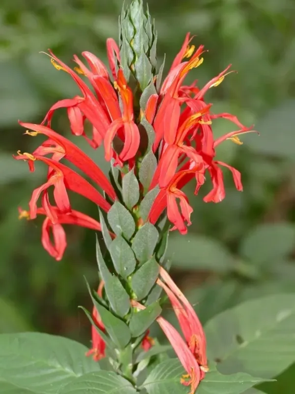 Pachystachys