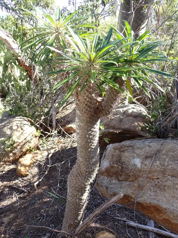 Pachypodium lamerei