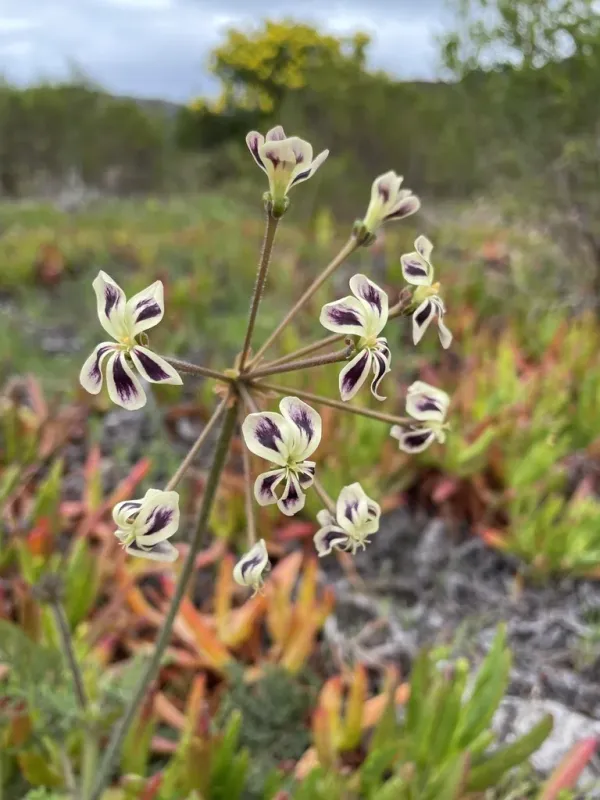 Regal pelargonium