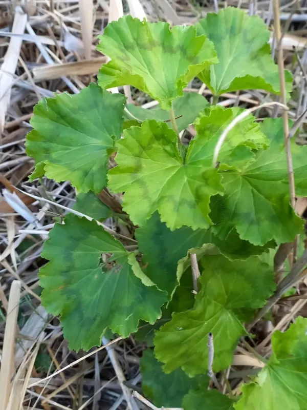 Zonal pelargonium