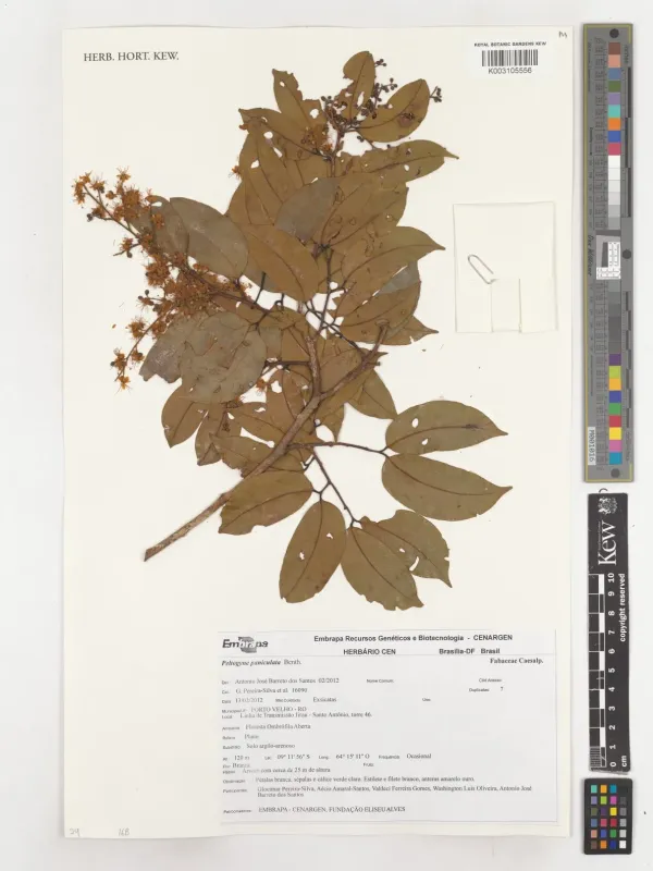 Peltogyne paniculata