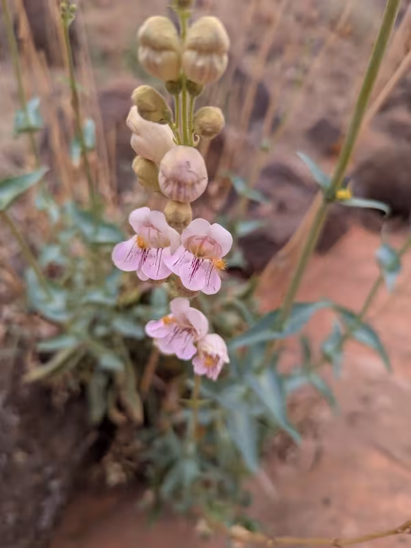 Palmer penstemon