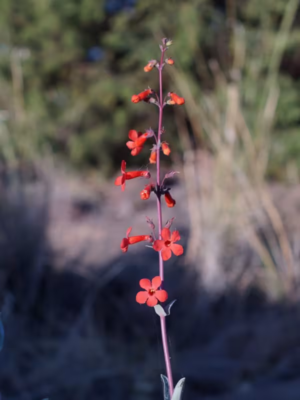 Desert beardtongue