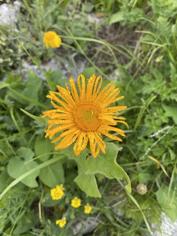 Oriental Inula