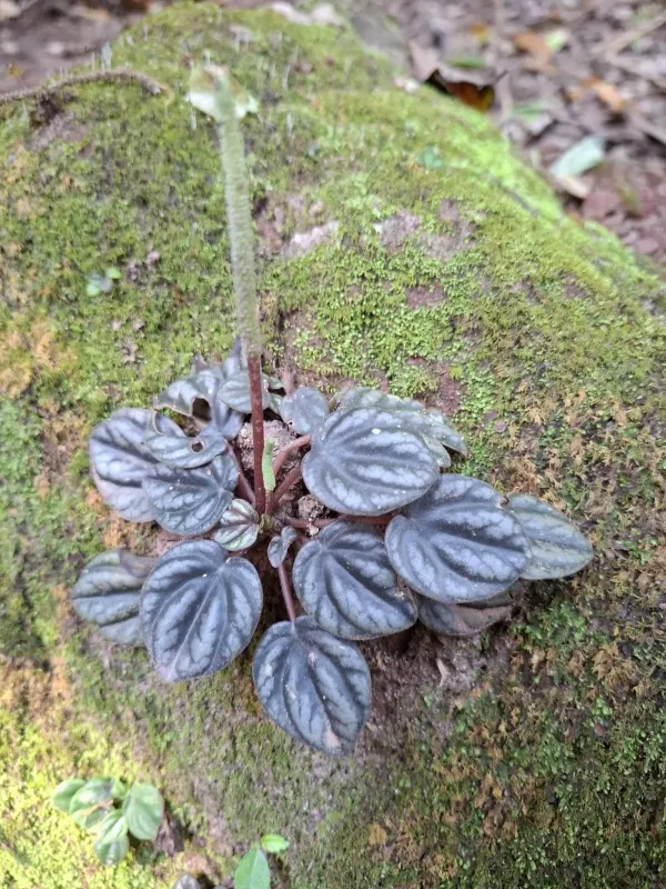 Peperomia caperata hybrid