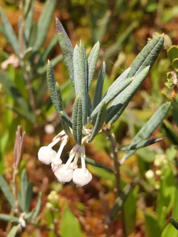 Bog-rosemary