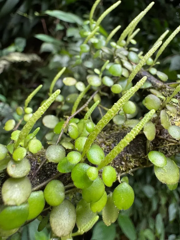 Peperomia rotundifolia