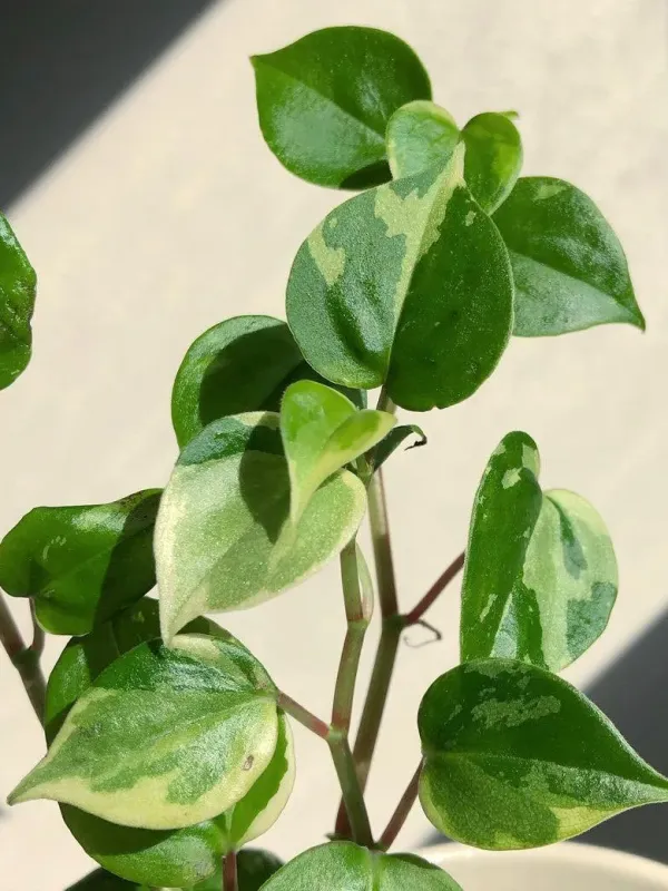 Peperomia strawii
