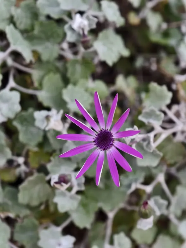 Pericallis lanata