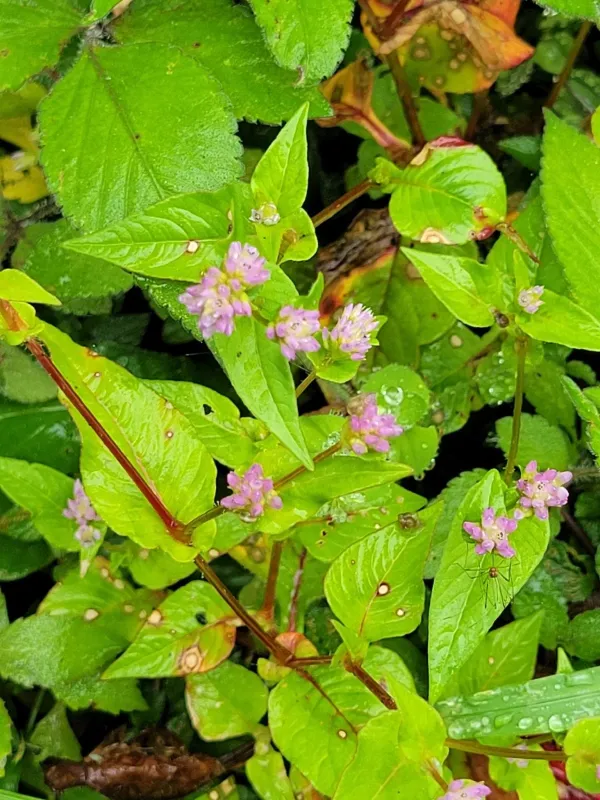 Nepalese knotweed