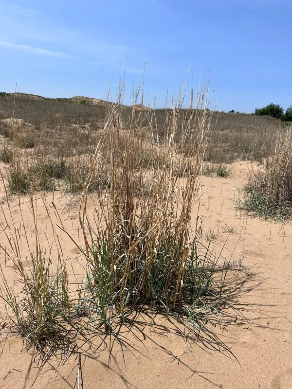 Hall's bluestem