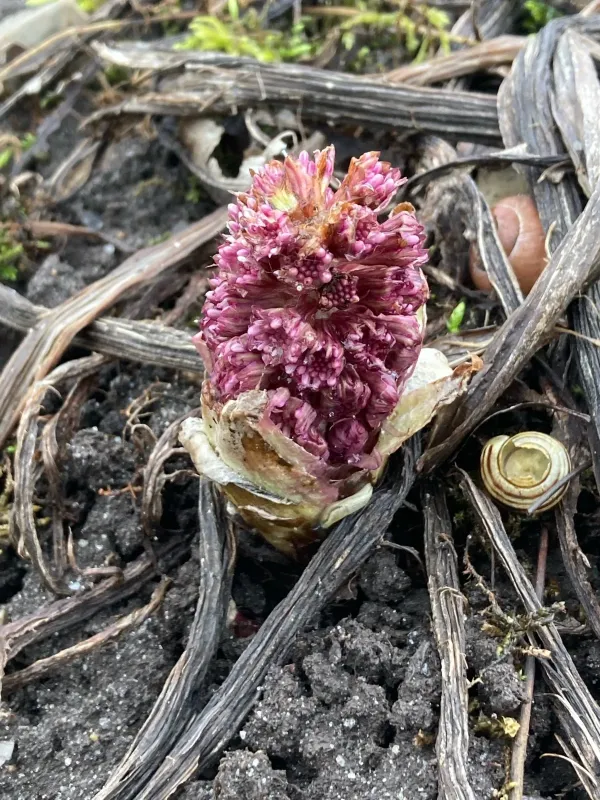 Butterbur