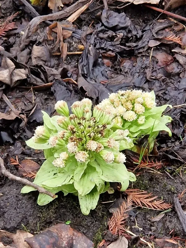 Japanese butterbur