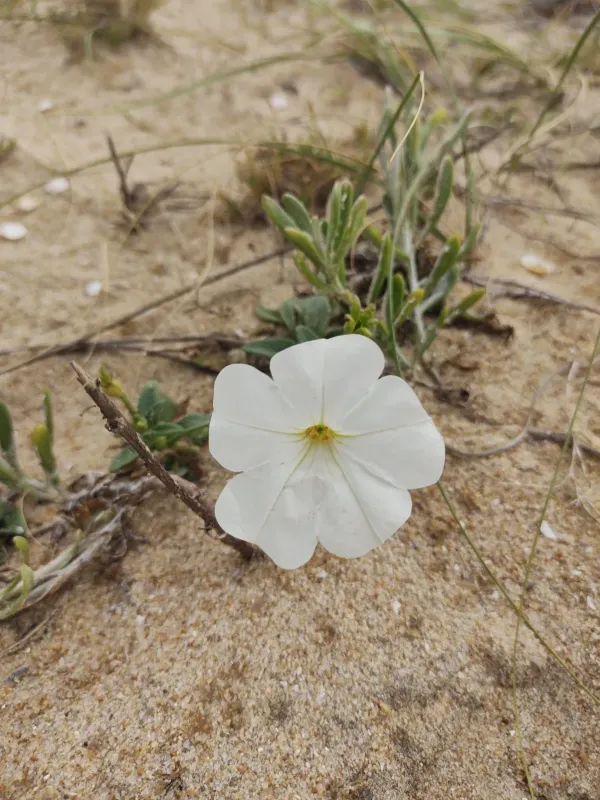 Petunia x atkinsiana