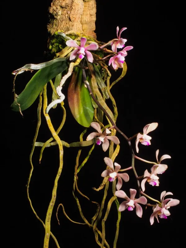 Phalaenopsis equestris