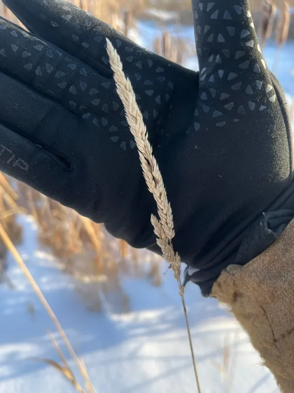 Двукисточник тростниковый