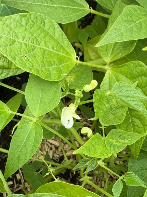 Common bean