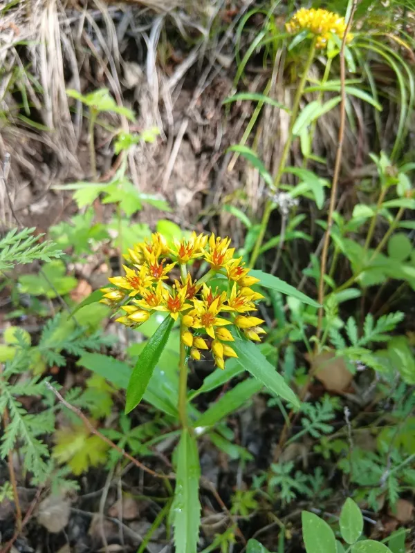 Aizoon stonecrop