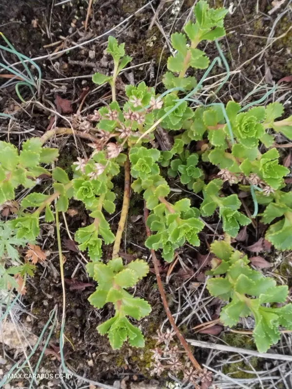 Hybrid sedum