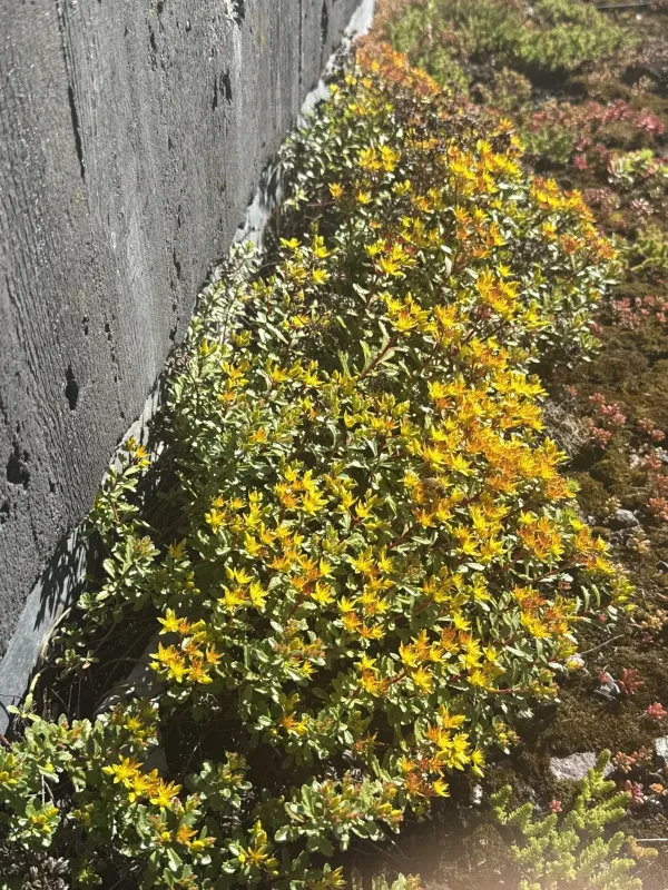 Phedimus takesimensis