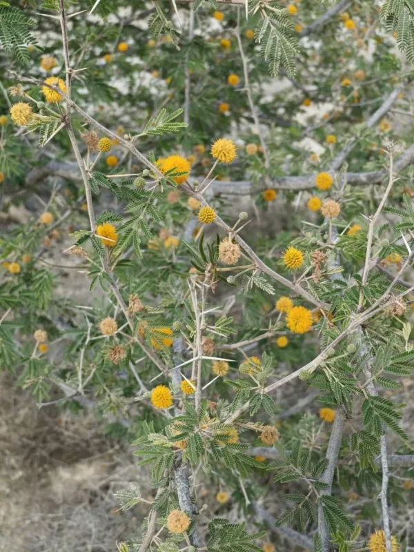 Sweet Acacia