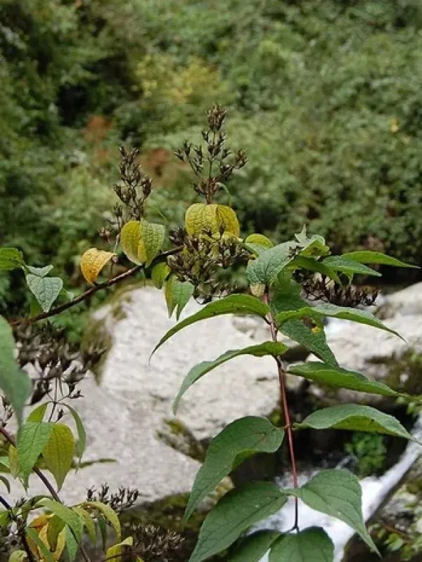 Delavay mock-orange
