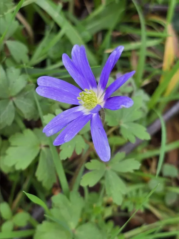 Balkan anemone