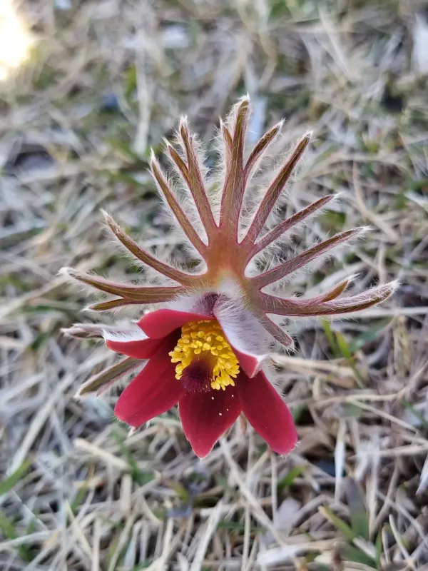 Nodding anemone
