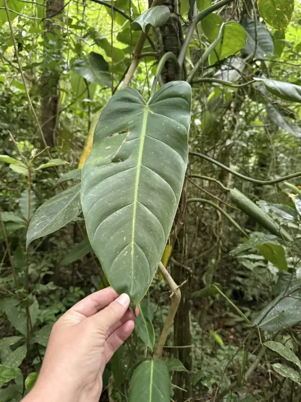 Philodendron tuxtlanum