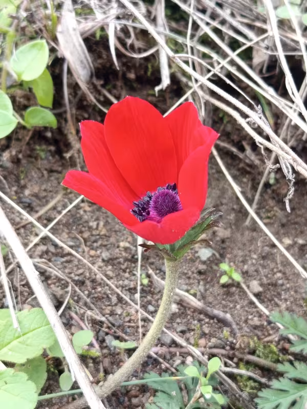 Anemone coronaria