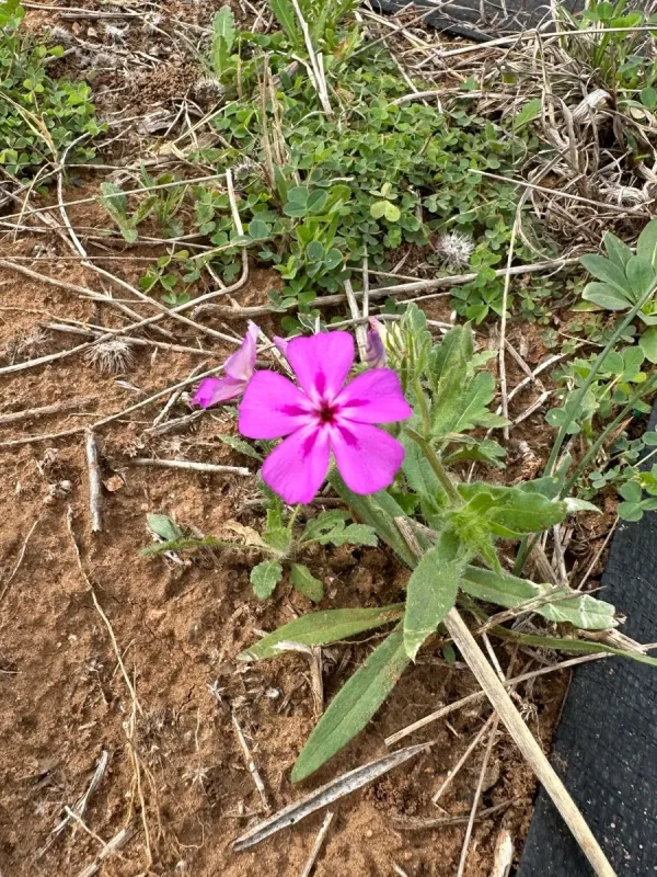 Wild blue phlox