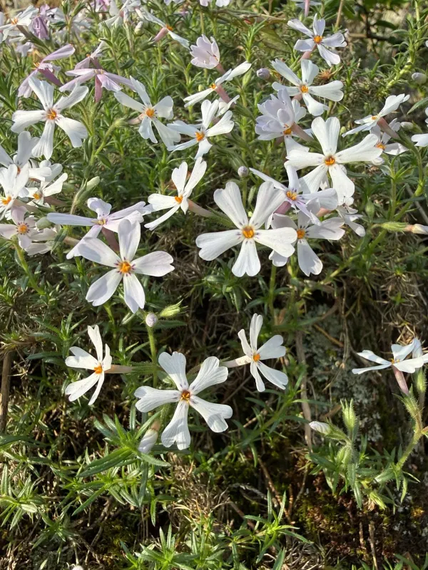 Phlox kelseyi hybrid