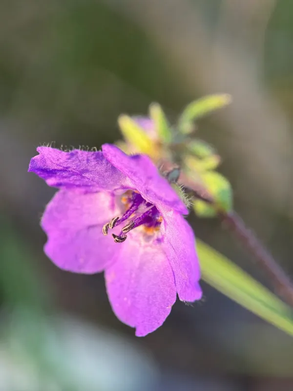 Pholistoma auritum