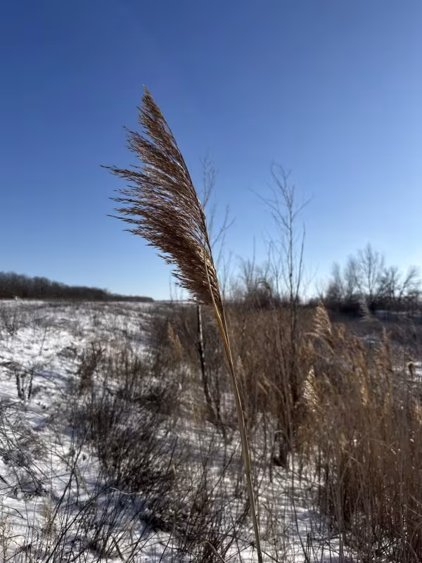 Common reed