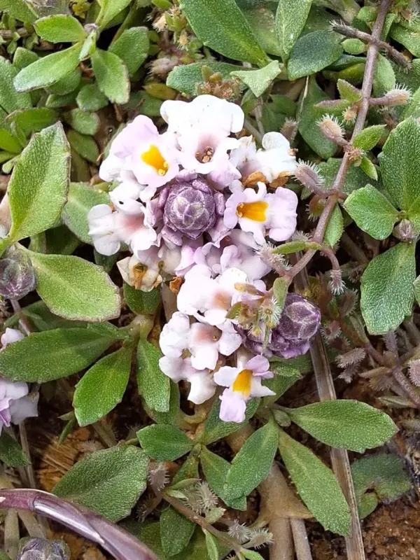 Lippia filiformis