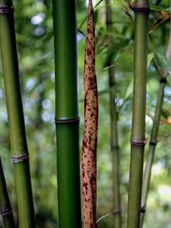Phyllostachys kwangsiensis