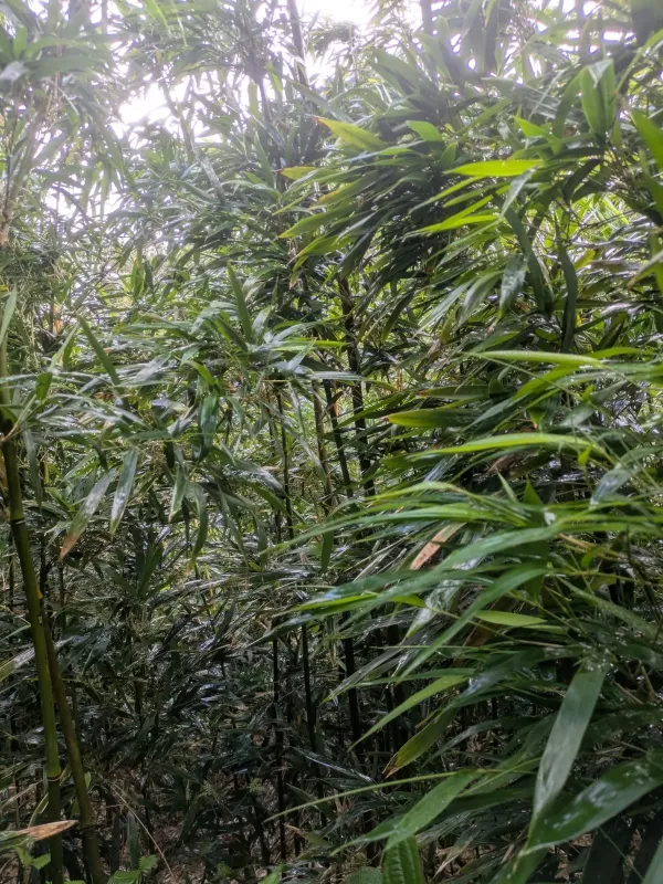 Black bamboo