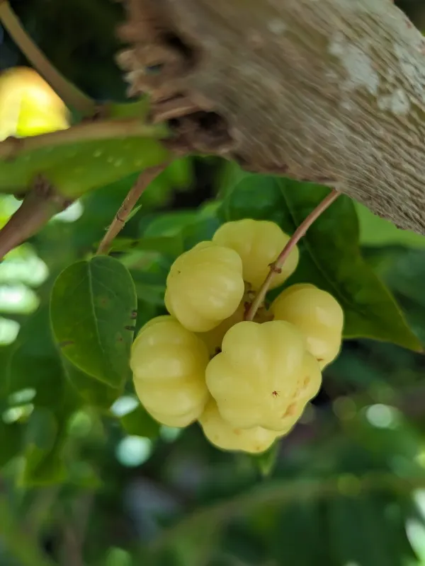 Otaheite gooseberry
