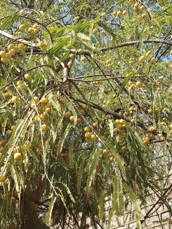 Indian gooseberry