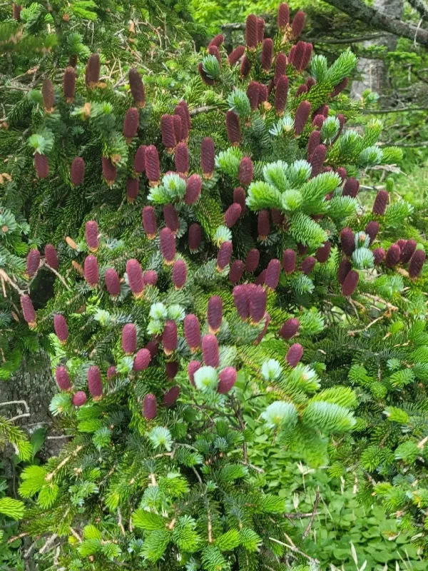 Jezo spruce