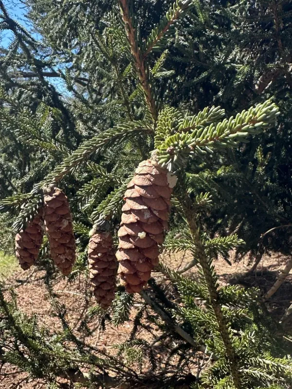 Oriental spruce