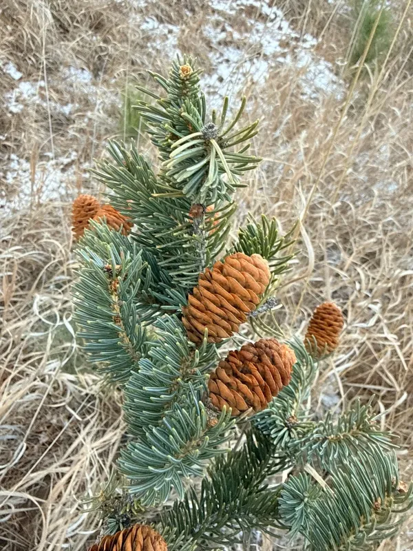 Ель колючая