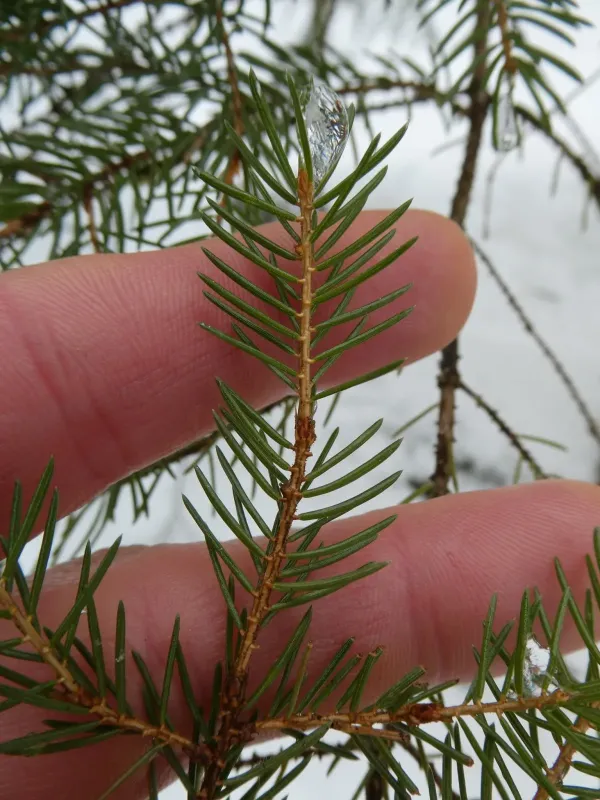 Red spruce