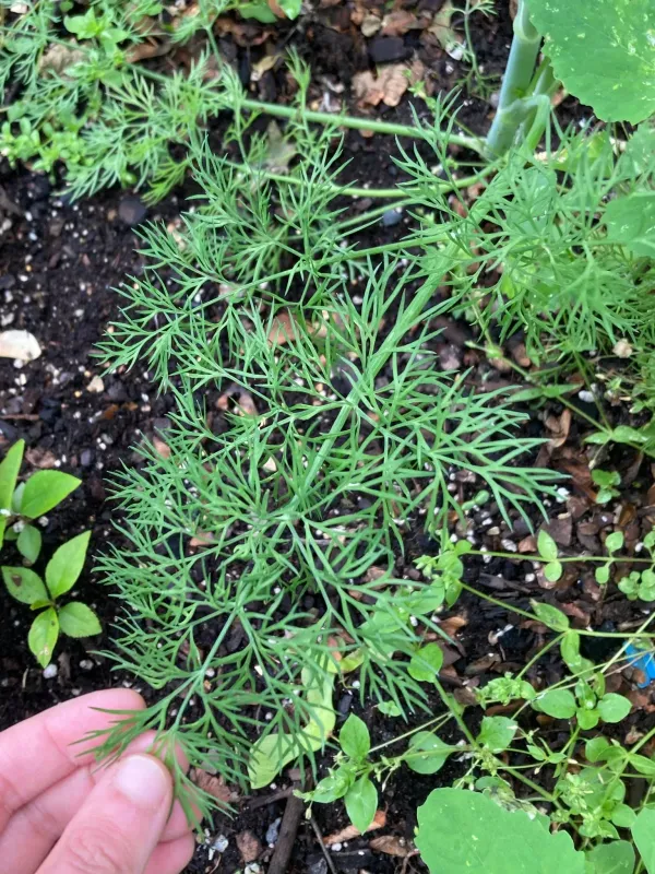 Dill