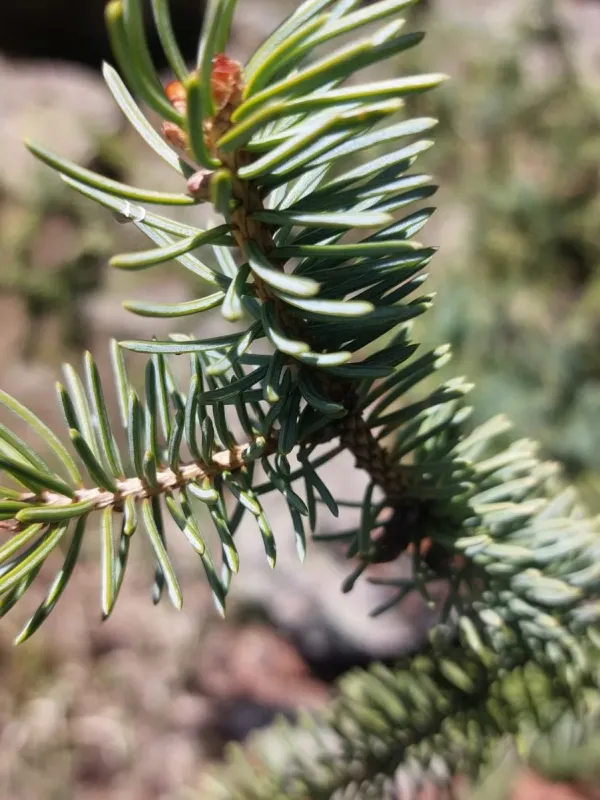 Schrenk's spruce
